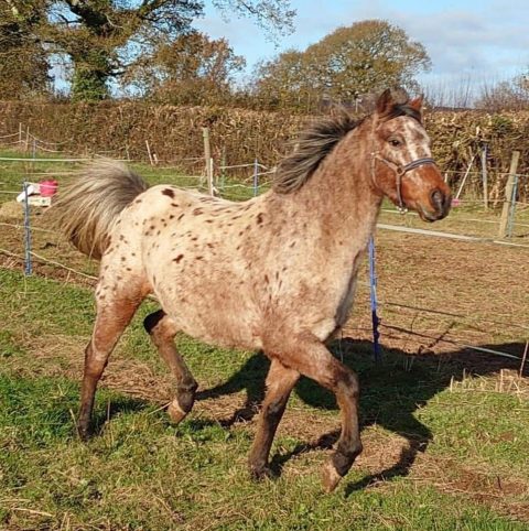 Welfare | British Spotted Pony Society